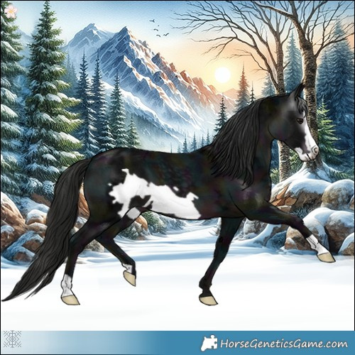 Horse Color:Gray Midnight Smoky Black Ice Frame 