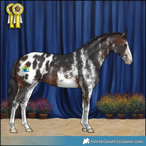 Horse Color:White Spotted Brown Appaloosa 