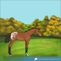 Horse Color:Bay Appaloosa 