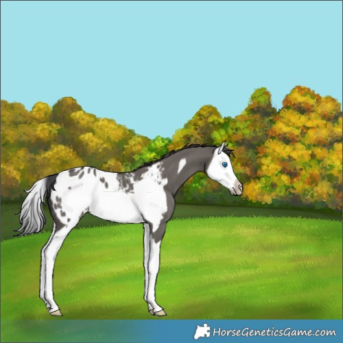 Horse Color:Grullo Splash Frame Appaloosa 