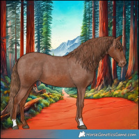 Horse Color:Chestnut Appaloosa 