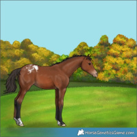 Horse Color:Bay Appaloosa 