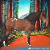 Horse Color:Bay Appaloosa 