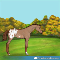 Horse Color:Red Dun Appaloosa 