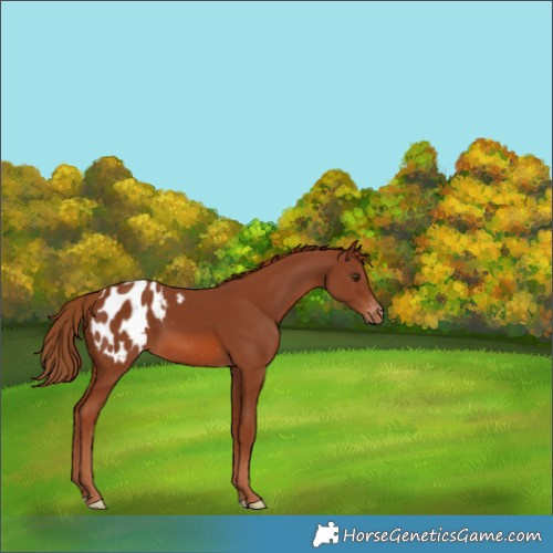 Horse Color:Chestnut Appaloosa 