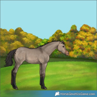 Horse Color:Brown Dun Appaloosa 