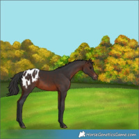 Horse Color:Brown Appaloosa 