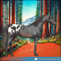 Horse Color:Brown Appaloosa