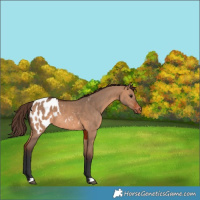 Horse Color:Bay Dun Appaloosa 