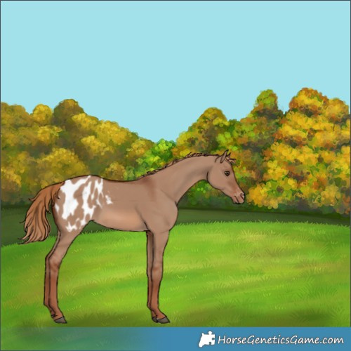 Horse Color:Red Dun Appaloosa