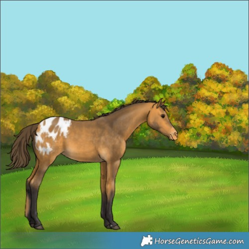 Horse Color:Buckskin Appaloosa