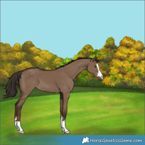 Horse Color:Liver Red Dun Appaloosa