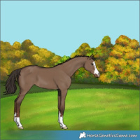 Horse Color:Liver Red Dun Appaloosa 