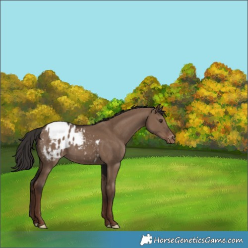 Horse Color:Liver Red Dun Appaloosa
