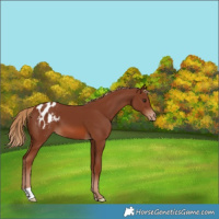 Horse Color:Chestnut Appaloosa 