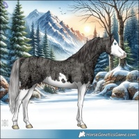 Horse Color:Classic Cream Champagne Ice Splash