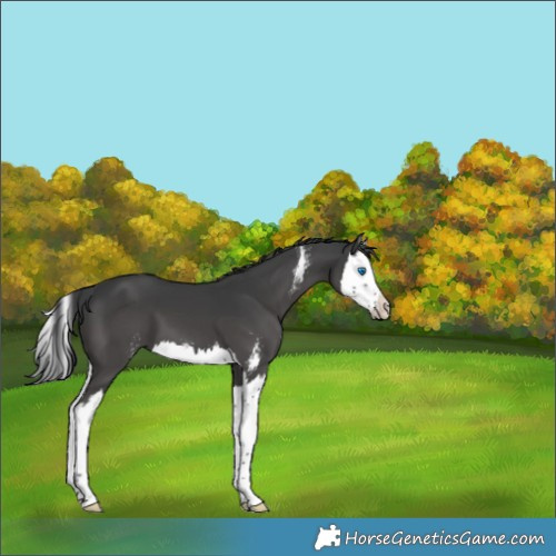 Horse Color:Black Sabino Splash 