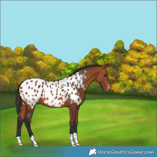 Horse Color:Bay Appaloosa 
