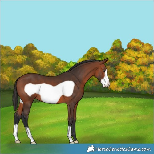 Horse Color:Bay Frame