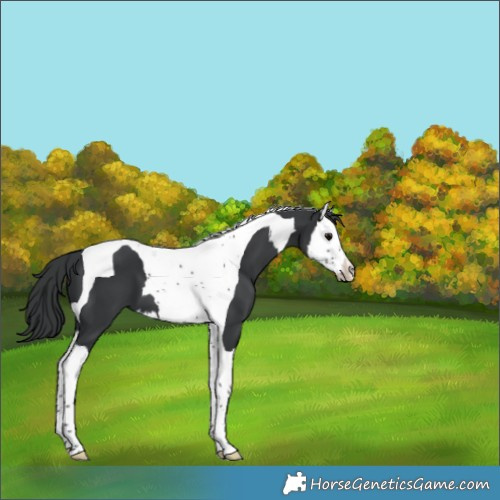 Horse Color:Black Splash Tobiano 