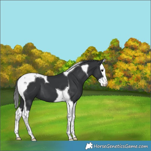 Horse Color:Black Splash Tobiano