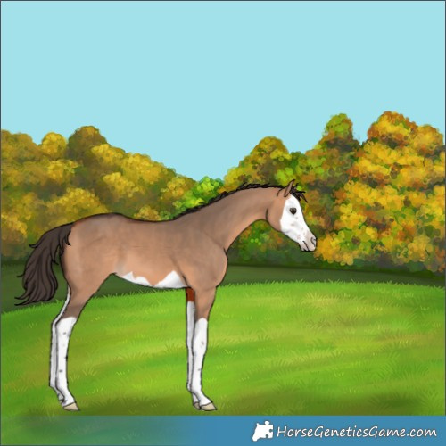 Horse Color:Bay Dun Splash 