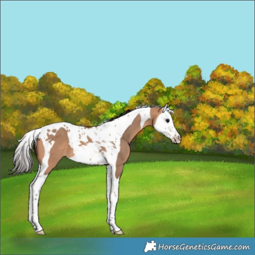 Horse Color:Bay Dun Splash Tobiano 