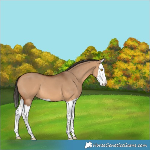 Horse Color:Bay Dun Splash