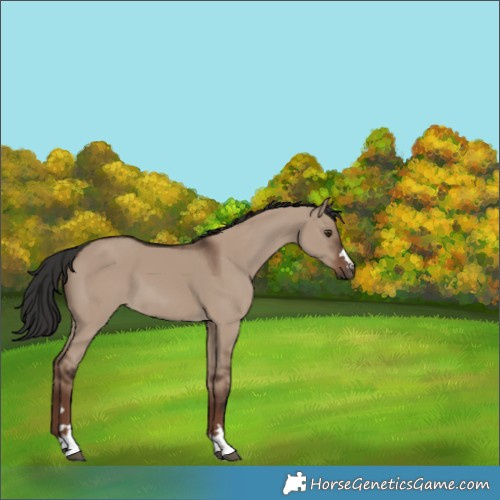 Horse Color:Liver Red Dun