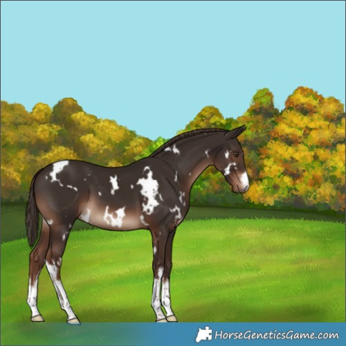 Horse Color:White Spotted Liver Chestnut