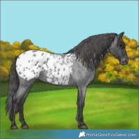Horse Color:Blue Roan Appaloosa 