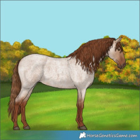 Horse Color:Red Dun Roan 