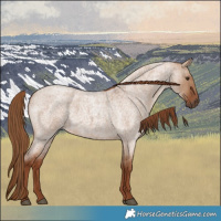 Horse Color:Red Dun Roan 