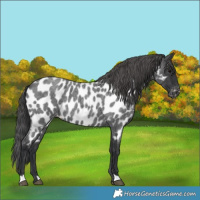 Horse Color:Blue Roan Appaloosa Rabicano 