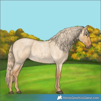 Horse Color:Palomino Roan Dun 