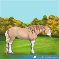Horse Color:Gold Champagne Splash 