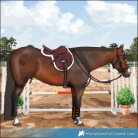 Horse Color:Bay 