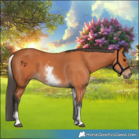 Horse Color:White Spotted Bay 