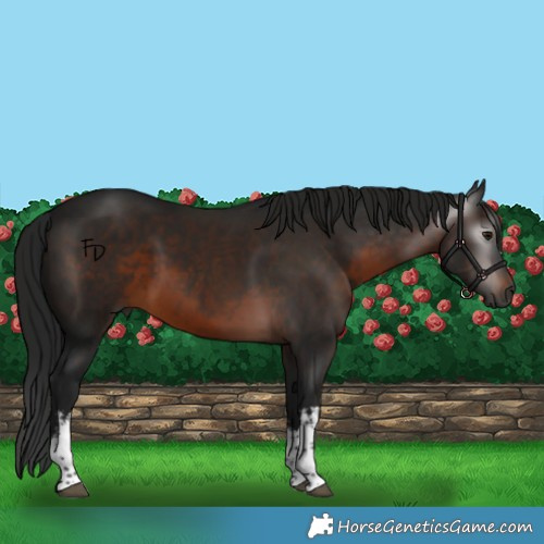 Horse Color:Gray White Spotted Brown 