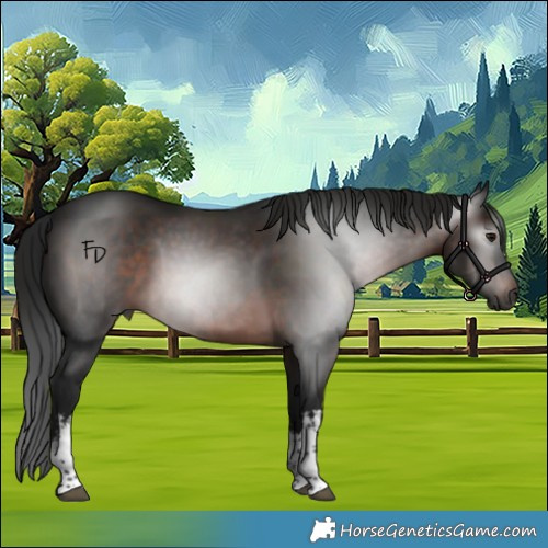 Horse Color:Gray White Spotted Brown 