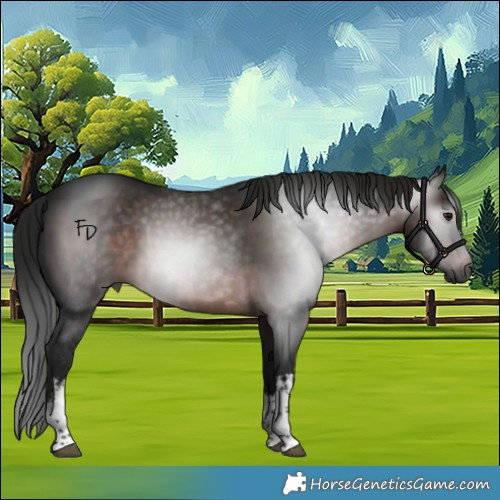Horse Color:Gray White Spotted Brown 