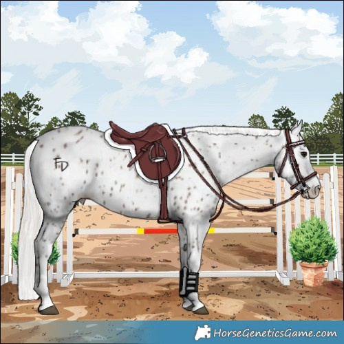 Horse Color:Silver Black Splash Appaloosa 