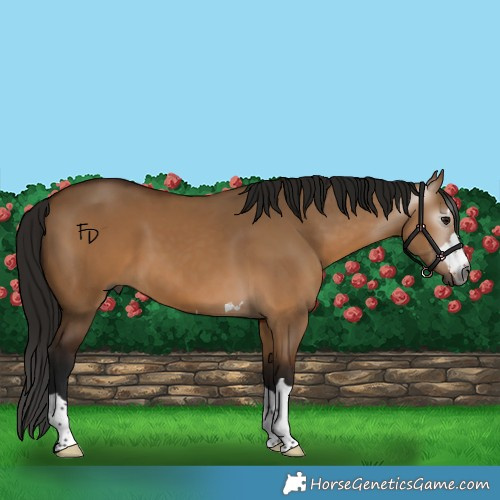 Horse Color:Gray Bay Dun 