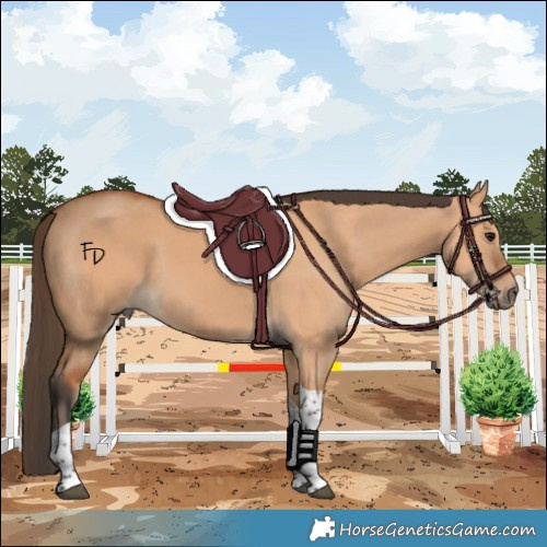 Horse Color:Bay Dun Tobiano 