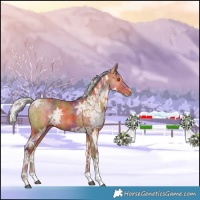 Horse Color:Nacre Silver Bay Ice Tobiano