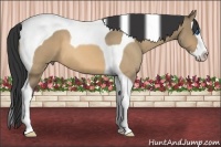 Horse Color:Buckskin Roan Dun Splash Tobiano