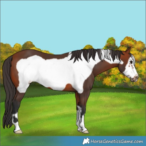 Horse Color:Bay Frame 
