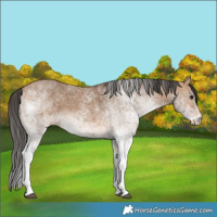 Horse Color:White Spotted Bay Dun 