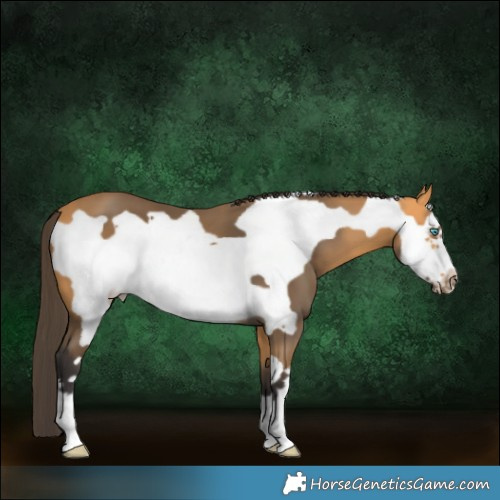 Horse Color:Buckskin Frame 