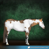 Horse Color:Buckskin Frame 